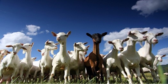 jadian makan puluhan kambing di malang rev2
