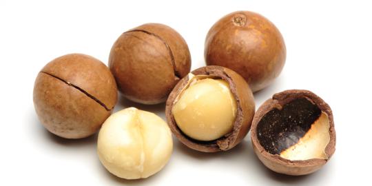Dahlan: Tandingi almond, kacang macadamia PTPN XII siap diekspor