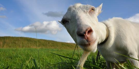 Polisi India tangkap tiga kambing perusak mobil patroli