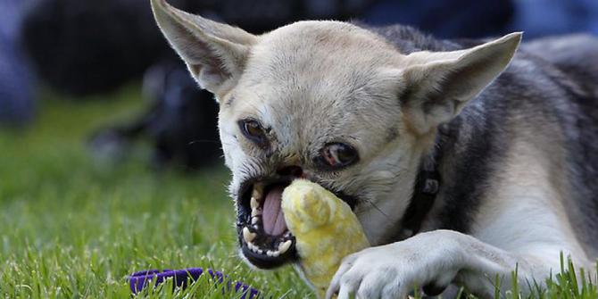 Selamatkan Dua Anak Anjing Ini Jadi Pahlawan Di Filipina