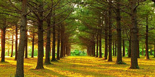 Dorong tebang pohon harus izin, Nazirudin raih Kalpataru 