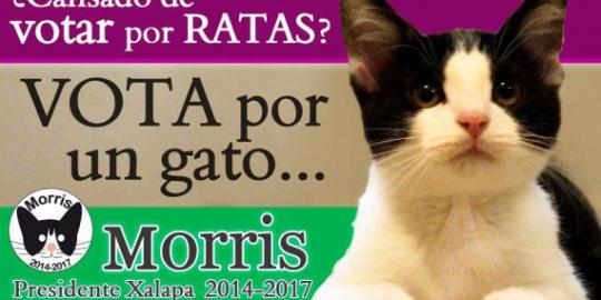 Kucing ini jadi calon wali kota di Meksiko