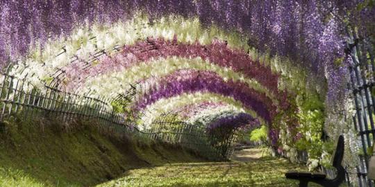 Menikmati keindahan bunga fuji di Ashikaga Flower Park