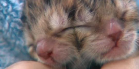 Kucing imut ini terlahir dengan dua wajah