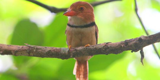 15 spesies burung baru ditemukan di hutan Amazon