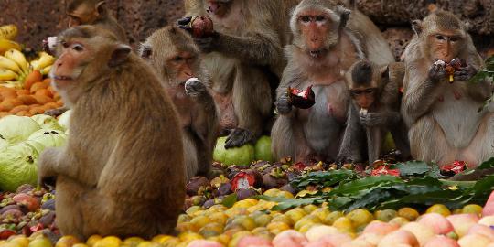 Ritual Tumpek Kandang, ribuan monyet di Ubud diberi makan telur