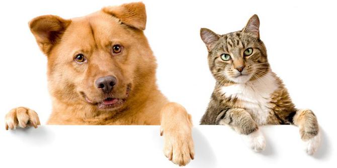 Perbandingan sifat antara pemilik anjing dan kucing  