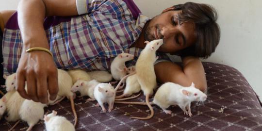 Pria India ini adopsi 50 ekor tikus di rumahnya