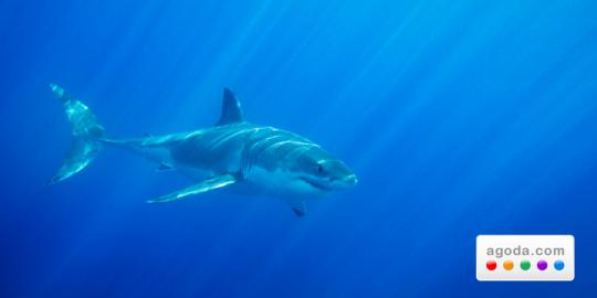 Menguji nyali dengan Shark Diving di Australia