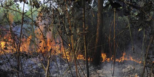 Ini kebakaran hutan di Riau yang kirim asap hingga Malaysia