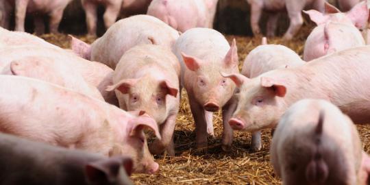 Virus flu babi mematikan serang Amerika Serikat