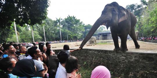 Muncul kabar satwa langka di Ragunan mati misterius