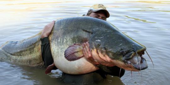 Orang ini tangkap ikan lele panjang 2 meter, berat 78 kilogram