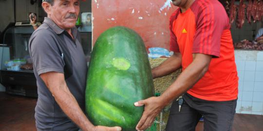 Wow, mentimun raksasa ini beratnya 44 kilogram!