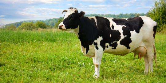 Dahlan: BUMN rogoh Rp 300 M beli lahan untuk sapi di Australia
