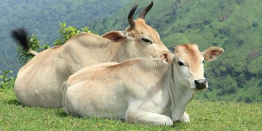 45.000 sapi Australia dan Selandia Baru siap serbu Indonesia