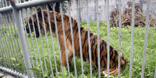 Makan daging berformalin, harimau Melani di KBS terancam mati