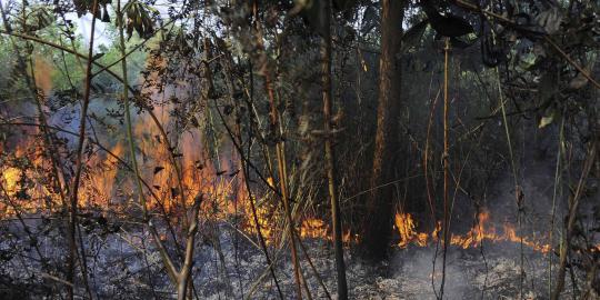 Perusahaan Malaysia terindikasi lakukan pembakaran hutan di Riau
