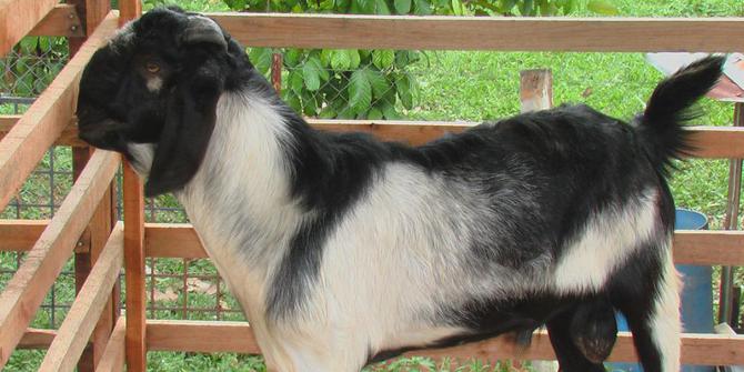 Impor kambing dari Timor Leste tak dibahas spesifik