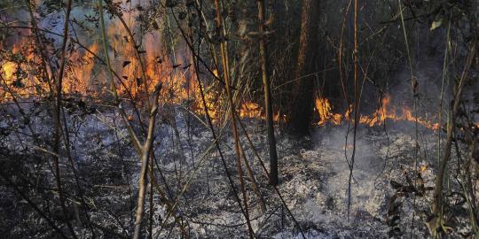 Hujan buatan disiapkan untuk padamkan kebakaran hutan di Riau