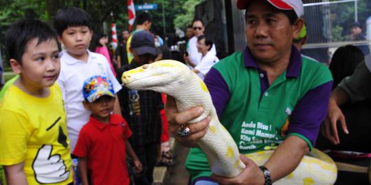 Ular Sanca dan Elang dipamerkan di Parade Satwa Ragunan