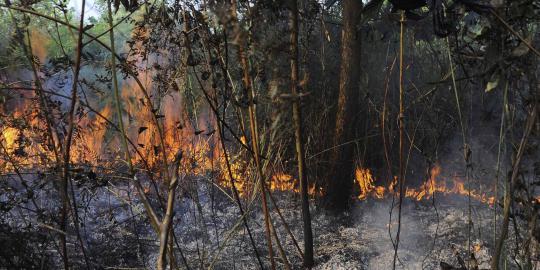 Pengusaha kelapa sawit bantah bakar hutan di Riau