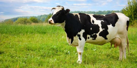 Mendag: Impor 15.000 ekor sapi, baru masuk separuh