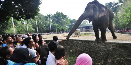 Ahok akan ubah wajah Ragunan seperti Singapore Zoo