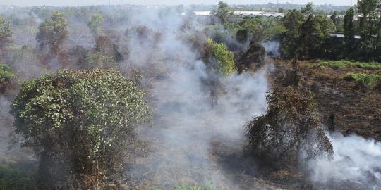 Kebakaran hutan tak jegal kepentingan sawit Indonesia di APEC