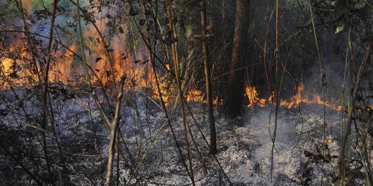 Menhut sebut Indonesia paling dirugikan akibat kabut asap