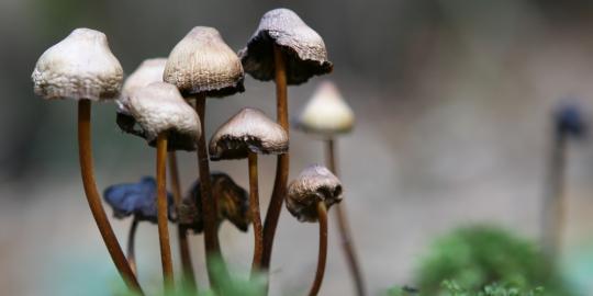 Gara-gara magic mushroom, pria ini 'cabut' penisnya sampai lepas