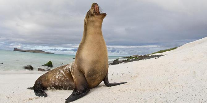 Singa laut Galapagos jadi semakin kurus, apa penyebabnya? | merdeka.com