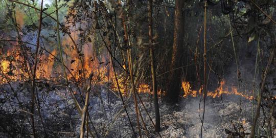 Satu lagi pembakar hutan di Riau ditangkap, total 24 tersangka