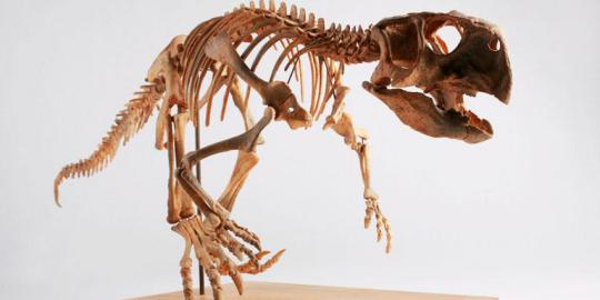 Paleontolog amati pertumbuhan Psittacosaurus dari studi fosil