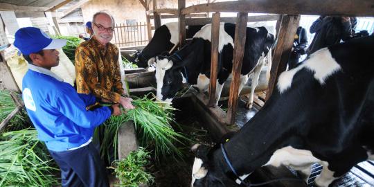 Frisian Flag jalin kerjasama dengan peternak sapi perah lokal