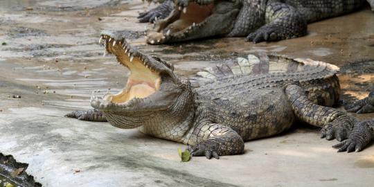 Buaya raksasa berkeliaran di sekolah TK dan SD Jambi