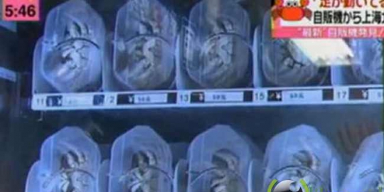 kepiting hidup rev1