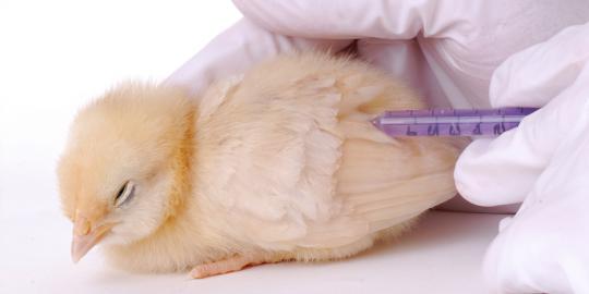 Kenapa virus flu burung H7N9 bisa menyebar dengan cepat?