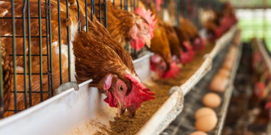 Enam bulan terakhir peternak ayam merugi