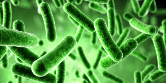 Bakteri dalam usus tentukan kesehatan manusia sejak bayi