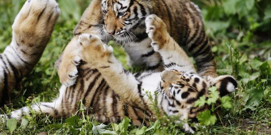 Meramal sampai kapan harimau Sumatera bertahan?