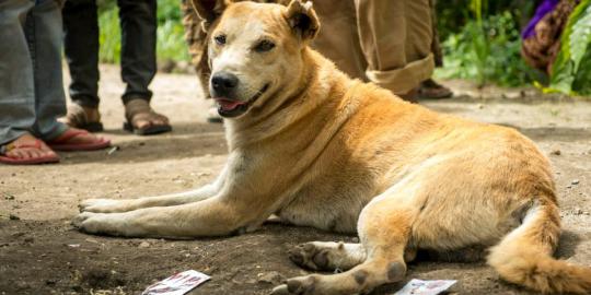 Kisah anjing Bopi, temukan jenazah tuannya di reruntuhan gempa
