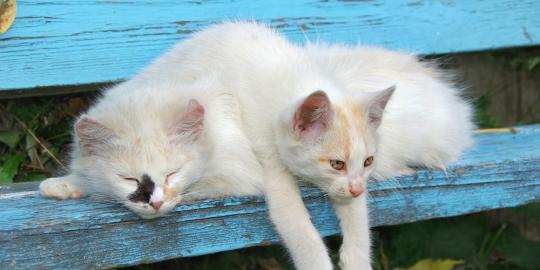 10 Tanda anjing dan kucing yang terkena kanker