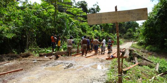 Kayu palang, kayu paling mahal di Papua