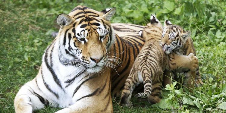 Download 550 Koleksi Gambar Harimau Makan Daging Terbaik 