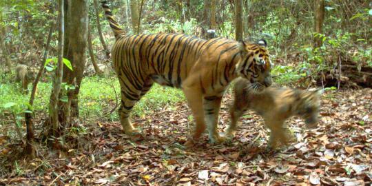 Penampakan macan dan harimau Sumatra yang terancam punah