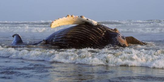 Paus 6 ton terdampar di Pantai Santa Rosa