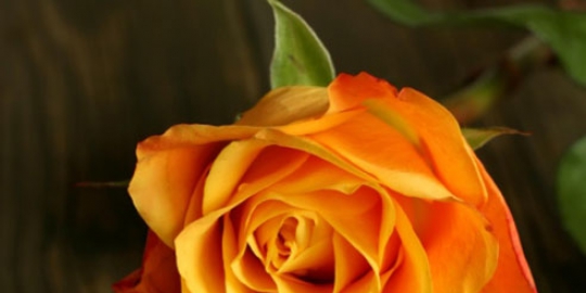 temukan arti di balik 6 warna bunga mawar