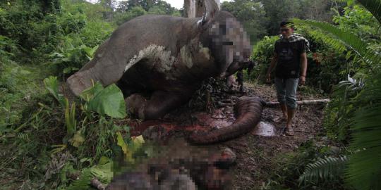 Ini kondisi gajah Sumatera yang mati dimutilasi di Aceh Tengah