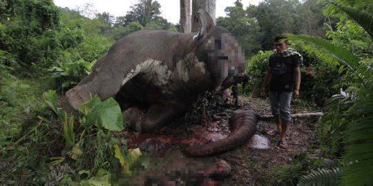 Setelah kerajaan macan diusik, kini gajah Sumatera dimutilasi